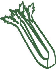 Celery sketch